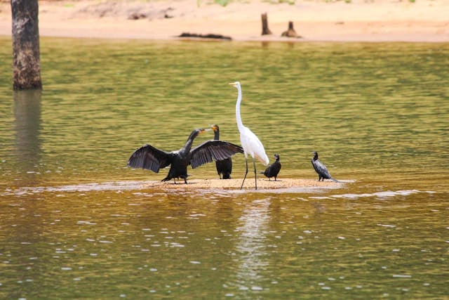 Kodaikanal to Thekkady Tour